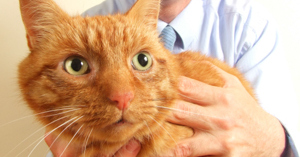 Meet the patient – Ginger the cat.