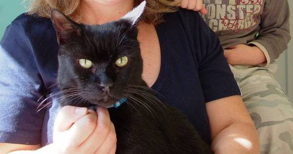 Chico a 10 year old black cat with diabetes