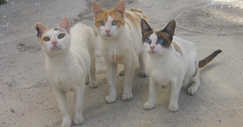 Feral cats overseas