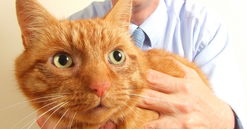 Meet the patient: Ginger the cat