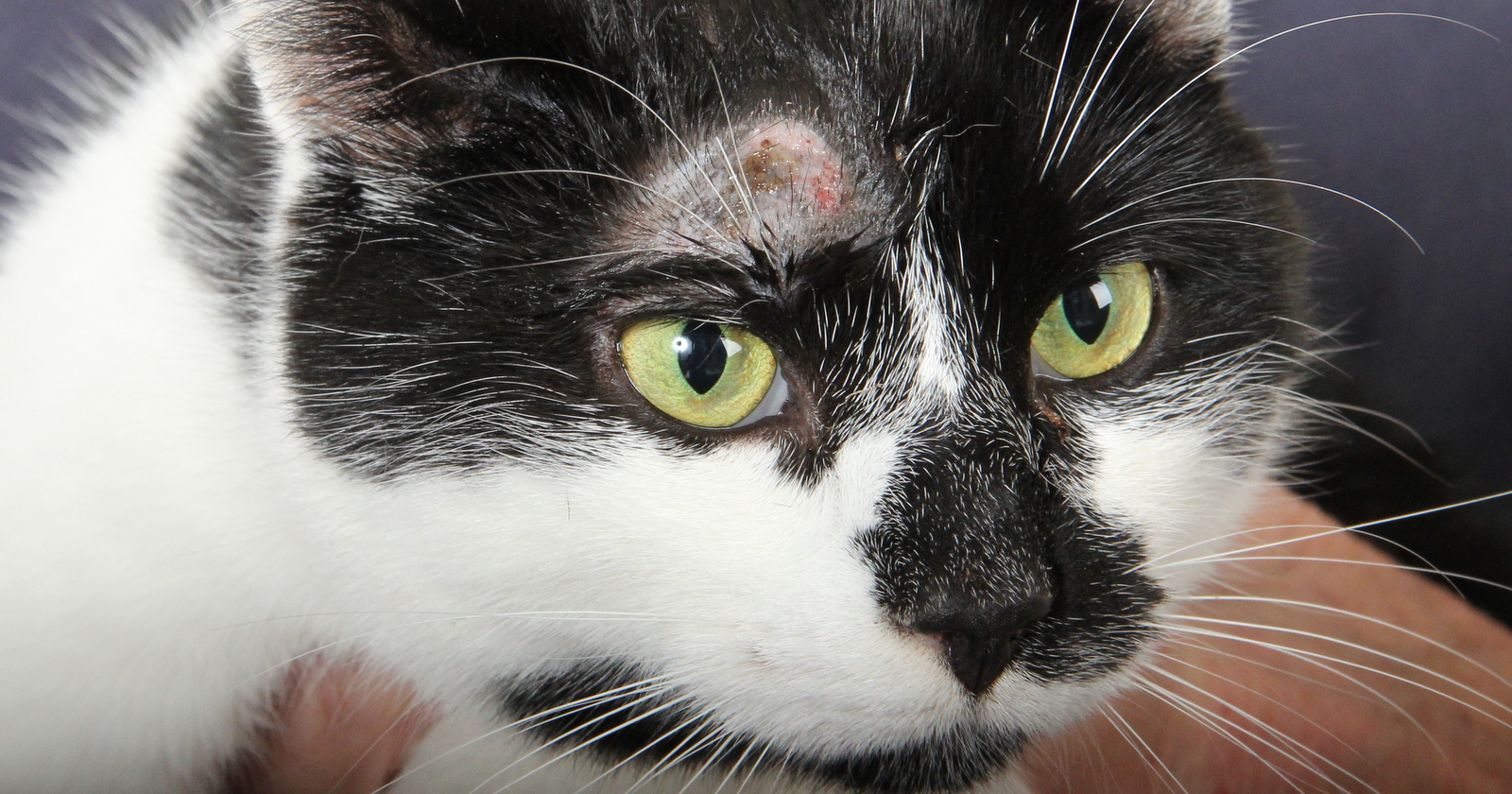 Arthur The Cat Developed A Red Bald Patch Above His Eye