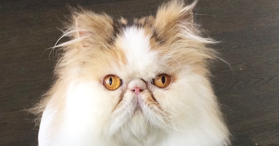 Bonnie is a two year old Persian cat