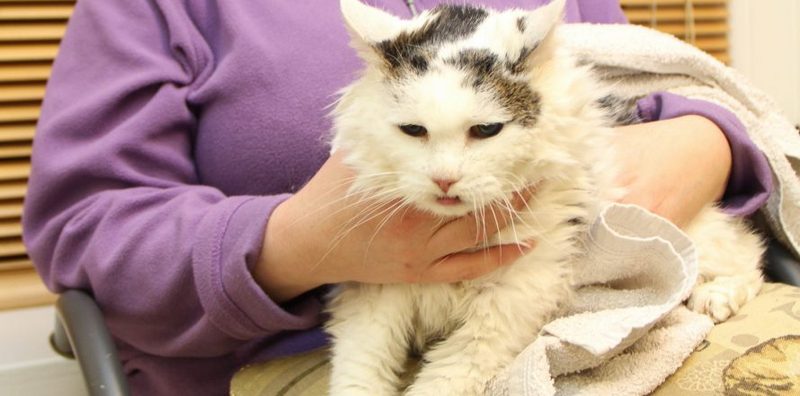 Susie is a 20 year old cat who has diabetes