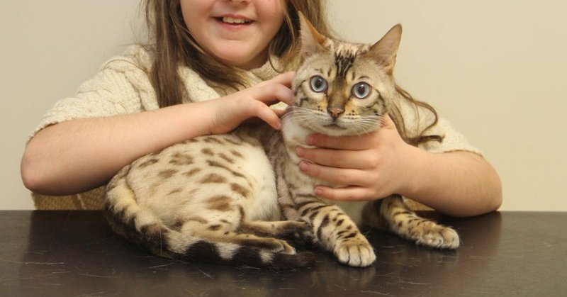 Tiger is a one year old Bengal cat