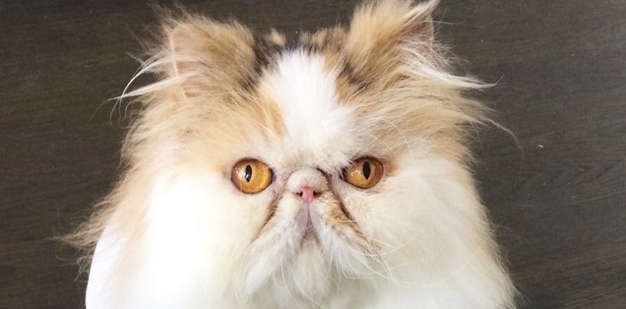 Bonnie is a two year old Persian cat